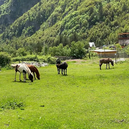 Mikel Center 3* Theth